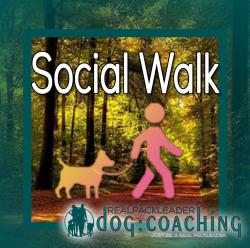 Social Walk