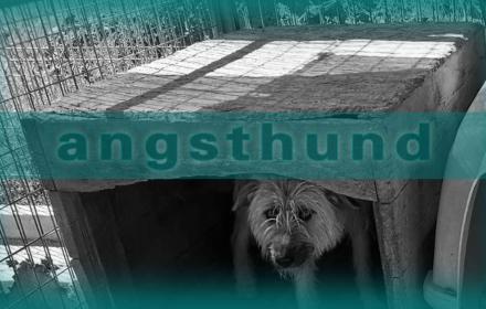 Angsthund