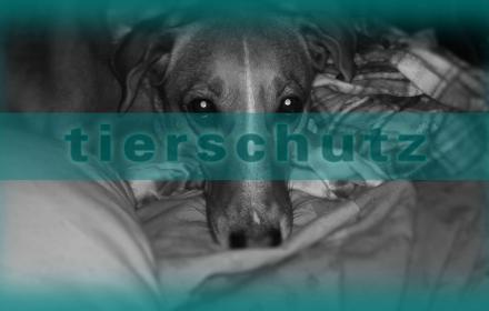 Beratung zum Tierschutzhund