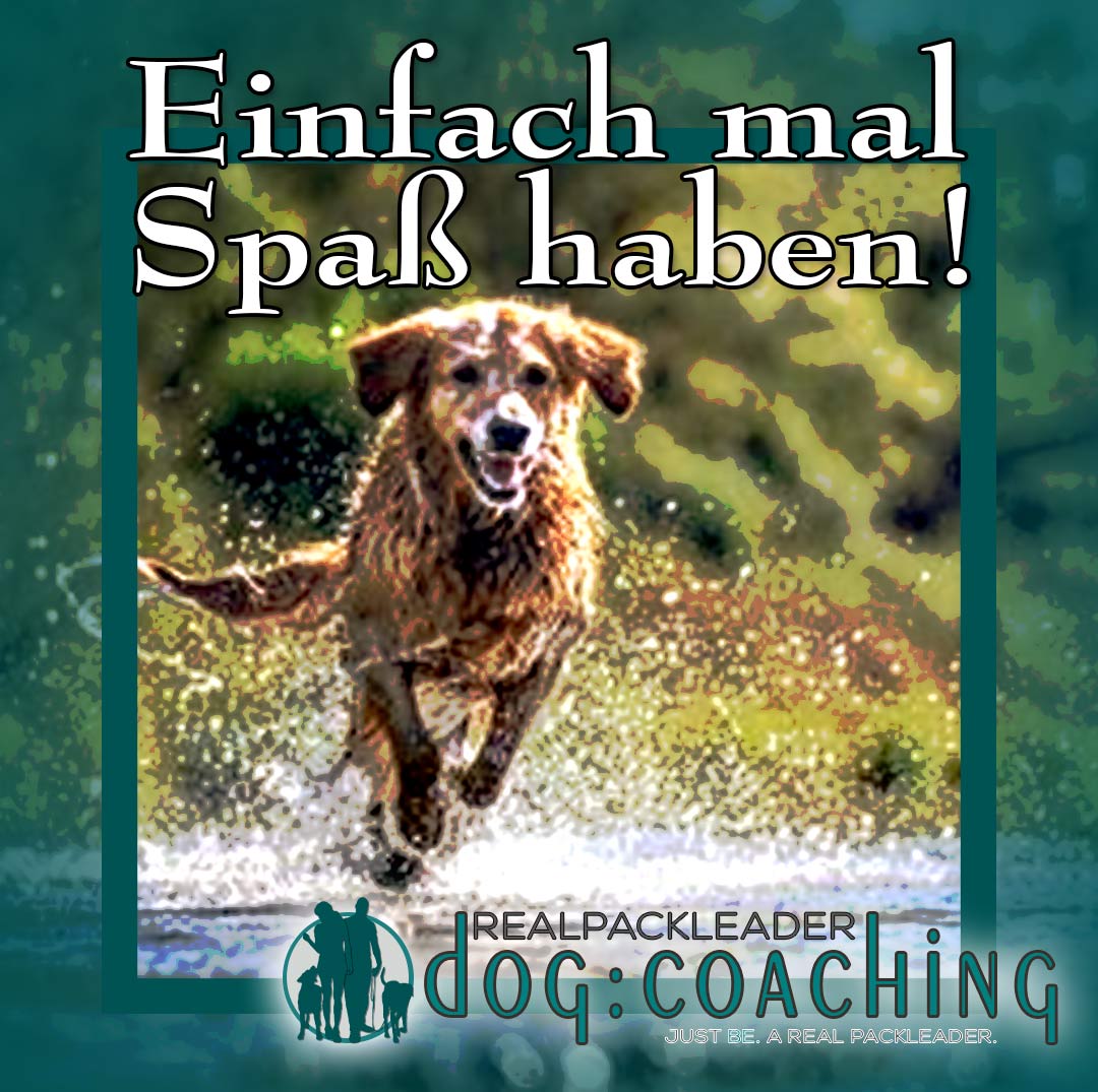 Spaß mit Hund ohne Spielzeug