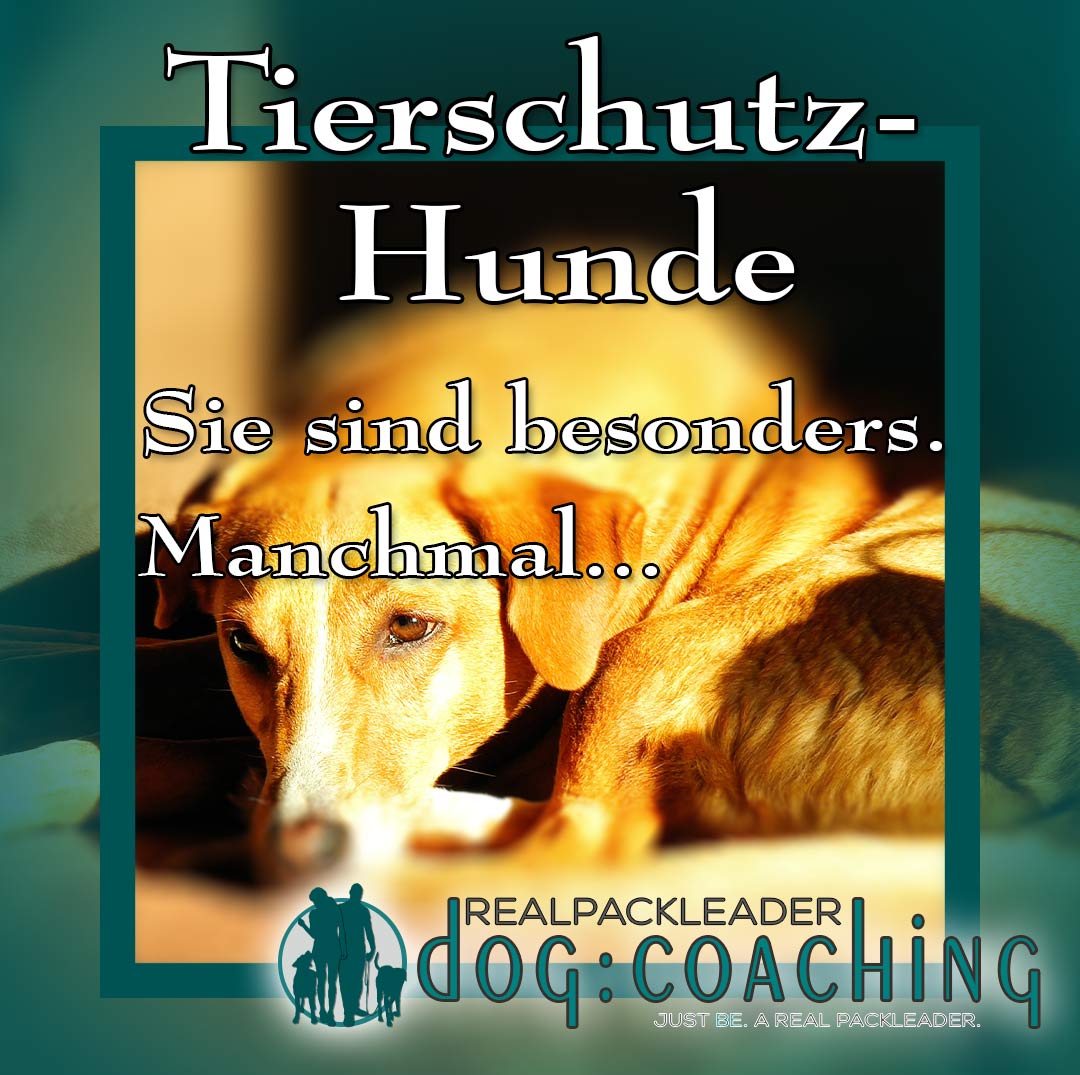 Tierschutzhunde sind besonders - manchmal