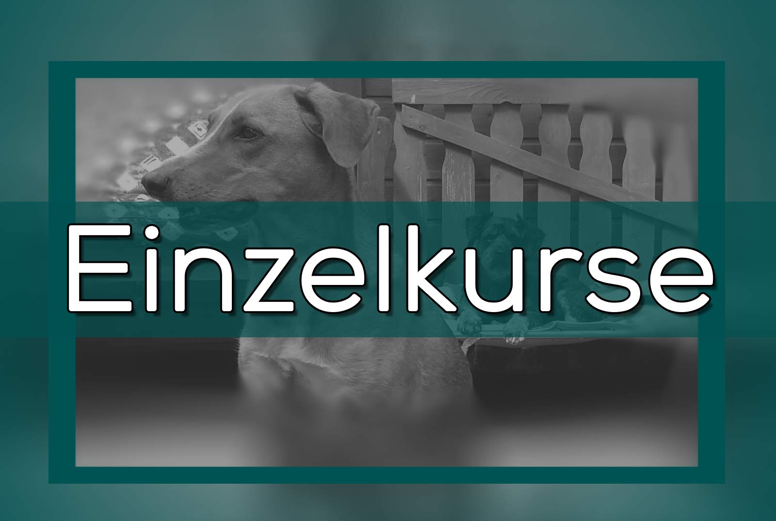 Bild von einem Hund mit der Überschrift Einzelkurse