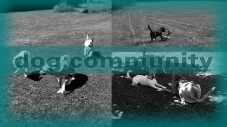 001dogcommunity
