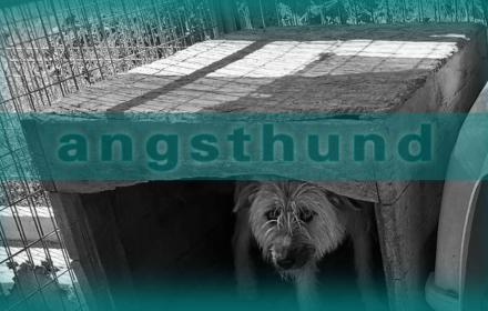 vom Umgang mit ängstlichen Hunden