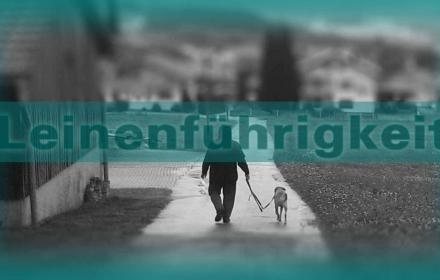 Tauziehen statt Leinenführigkeit?