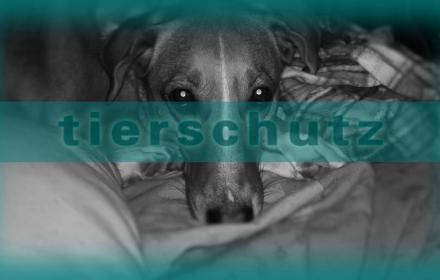 Hund aus dem Tierheim/Ausland?